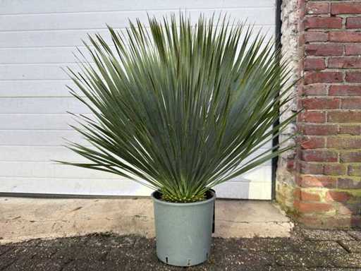 Słabolistna - Yucca Rostrata - Wysokość ok. 70 cm