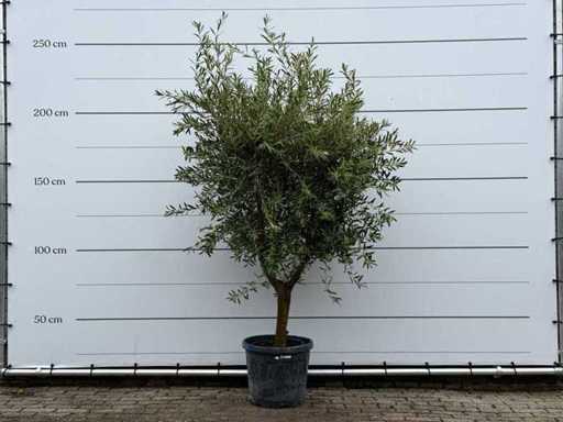 Olive tree Andalucia L - Olea Europaea - approx. 50 years old - height approx. 250 cm