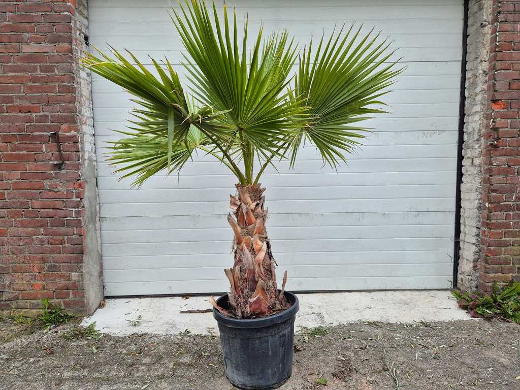 Meksykańska palma wachlarzowa - Washingtonia Robusta - drzewo śródziemnomorskie - wysokość ok. 170 cm