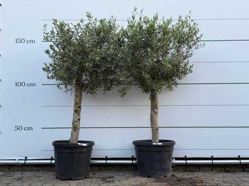 2x Olive tree Florida - Olea Europaea - approx. 25 years old - height approx. 160 cm