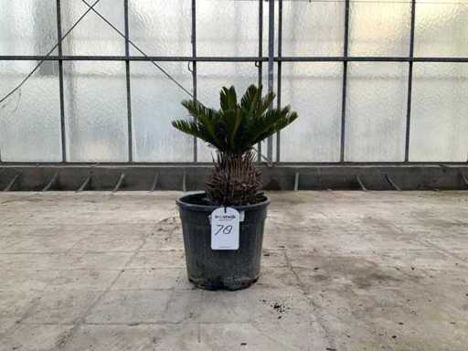 Palmboom (Cycas Revoluta)