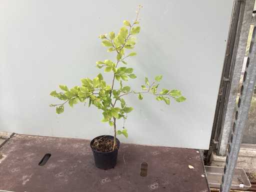 Assortiment diverse haagplanten - - Haagbeuken - Meidoorn (x200)