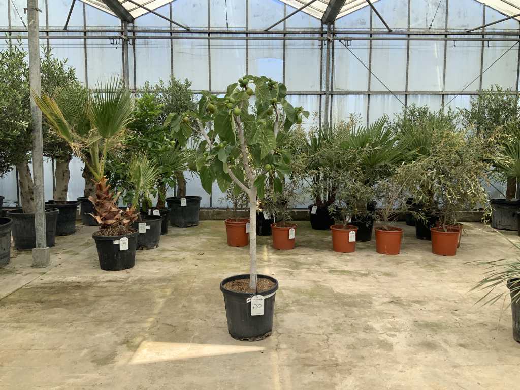 fico (Ficus Carica)