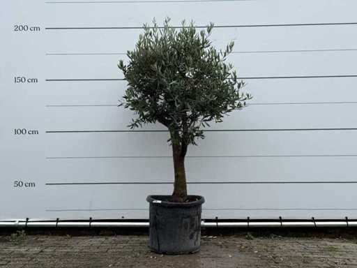 Sferă de măslin - Olea Europaea - aproximativ 25 de ani - înălțime aprox. 180 cm
