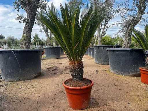 Cycas Revoluta