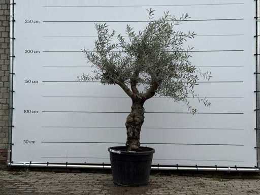 Granoli de măslin Hojiblanca - Olea Europaea - aprox. 60 de ani - înălțime aprox. 240 cm
