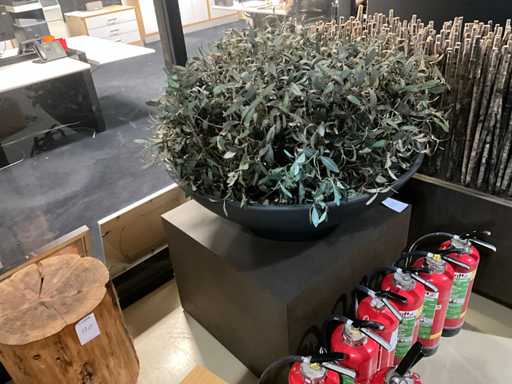 Plantă artistică, măsline cu ghiveci pe cubul de prezentare