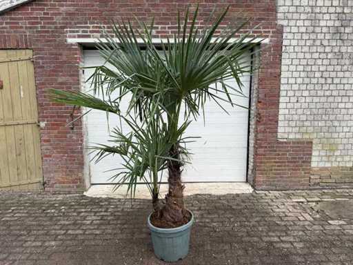 Palmier evantaiul chinezesc - Trachycarpus fortunei - Trunchi dublu - Înălțime aprox. 250cm