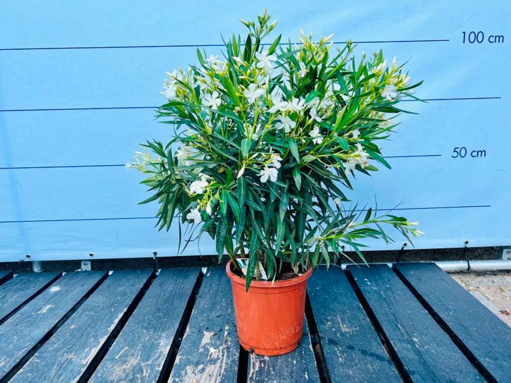 Oleander white 100cm