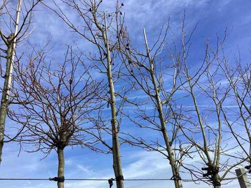 Gomma dolce - Albero topiario