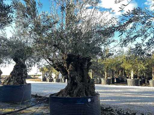  Olijfboom in een voorbeeldige mand
