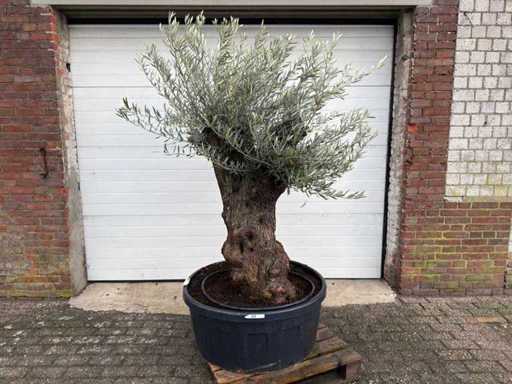 Bonsaï d’olivier - Olea Europaea - 75 ans - taille environ 220 cm