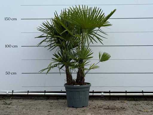 Tronco triplo a ventaglio in palma cinese - Trachycarpus Fortunei - altezza circa 160 cm