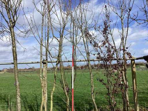 Sierappel - Vormboom (2x)