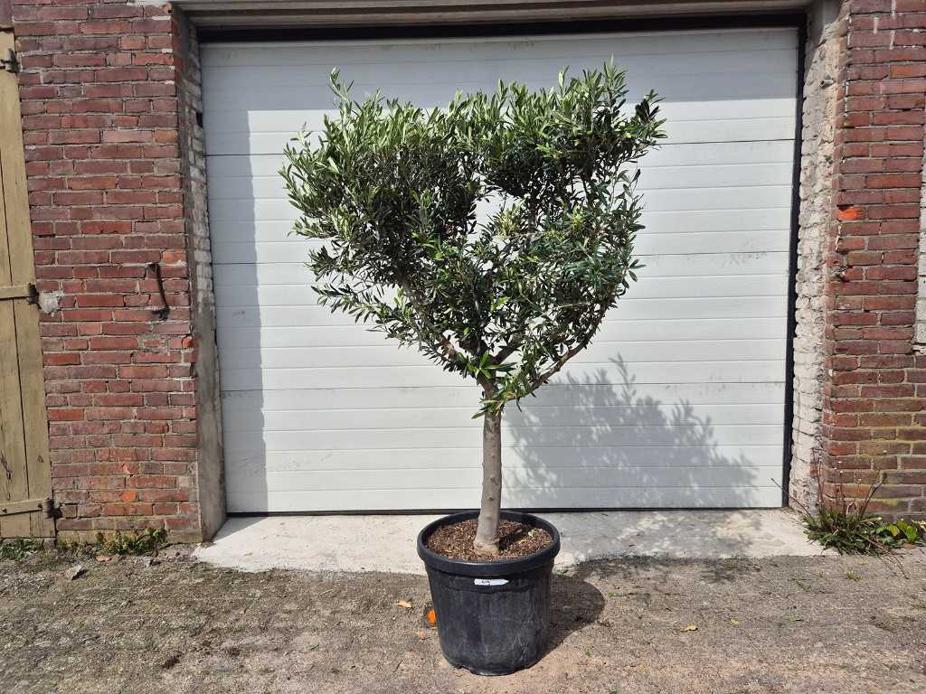 Cultivated olive tree - Olea Europaea - height approx. 175 cm