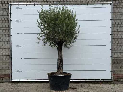 Tronco Vecchio dell'Ulivo - Olea Europaea - circa 75 anni - altezza circa 280 cm