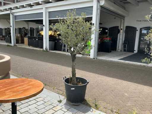 Olea Europaea – Olivenbaum 210 cm 