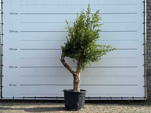 Melograno - Punica Granatum - altezza circa 250 cm