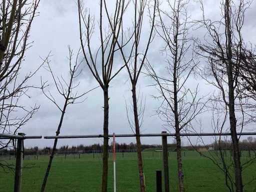 Knotwilg - Vormboom (2x)