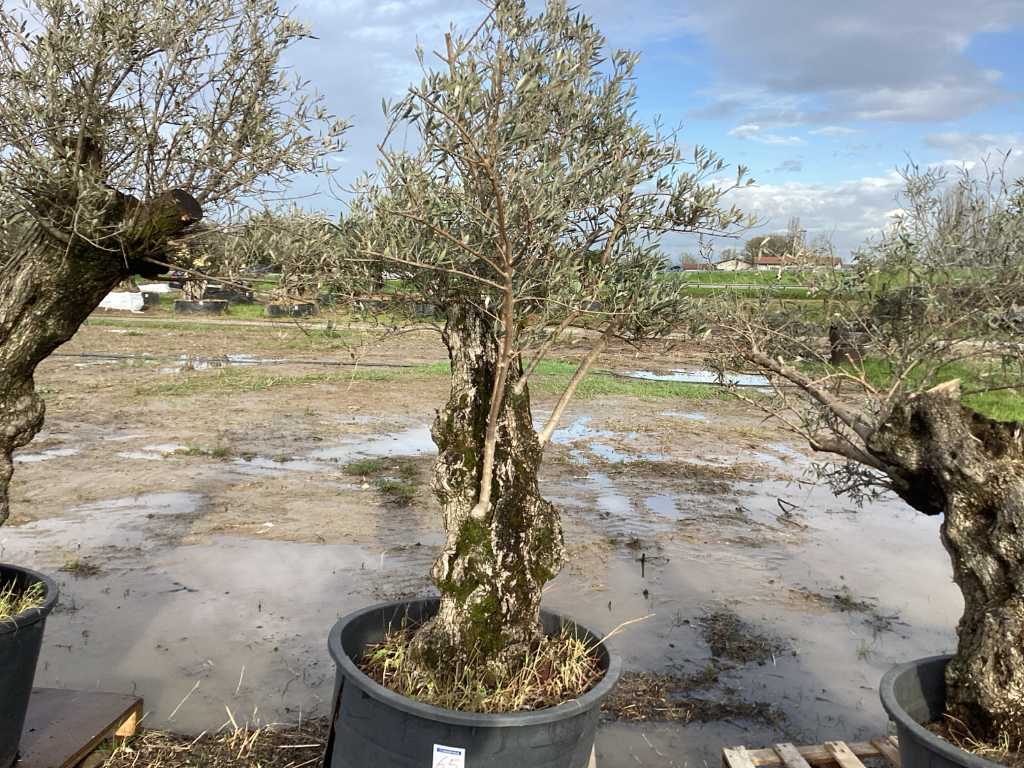 Wielowiekowe drzewo oliwne w doniczce