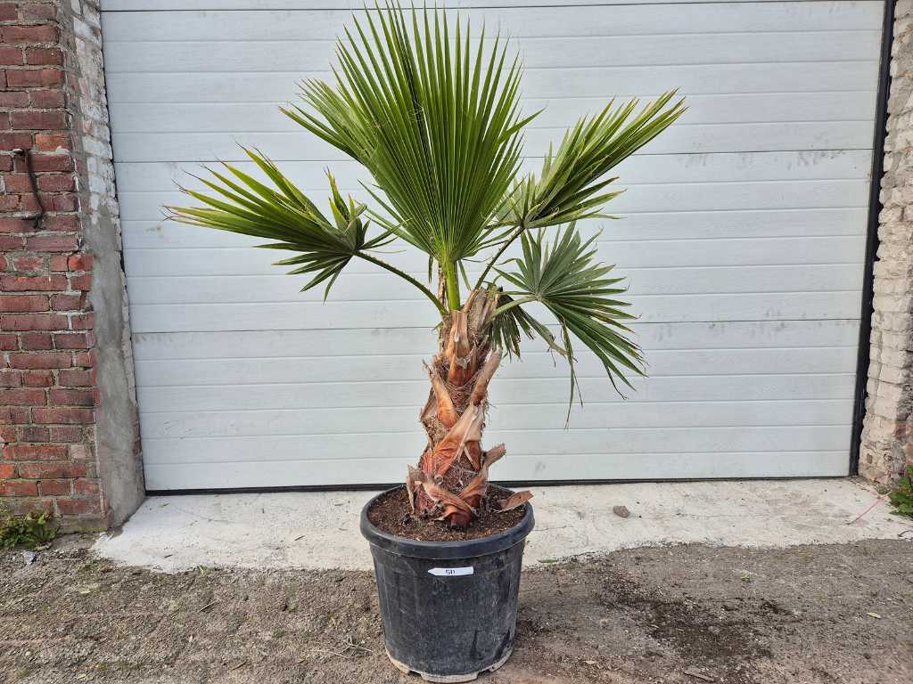 Mexican Fan Palm - Washingtonia Robusta - Arbore mediteranean - inaltime aprox. 150 cm