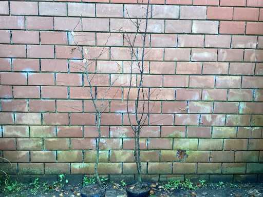 Haagplanten - Haagbeuk (x100)