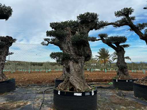  OLEA EUROPEA POM POM SECOLARE  
