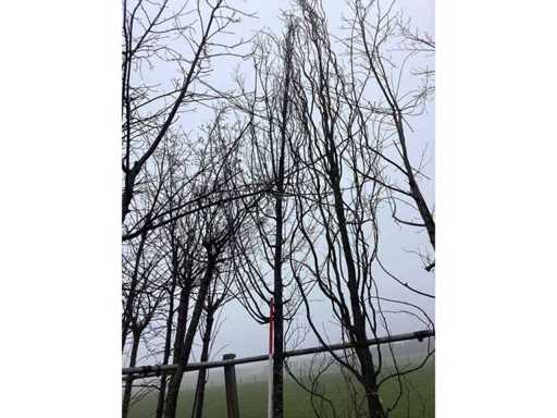 Hornbeam - Topiary tree