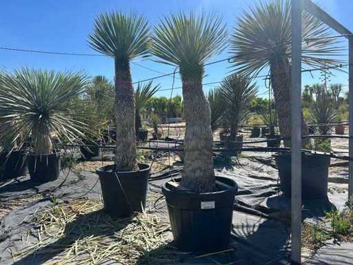 Yucca Rostrata