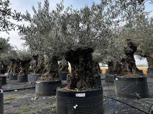  Olijfboom in een voorbeeldige mand