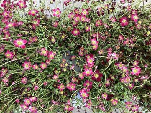 Saxifraga rose(50), saxifraga white(50)