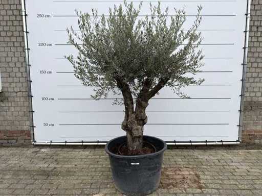 Olijfboom Old Skin - Olea Europaea - 100 jaar oud - hoogte ca. 220 cm