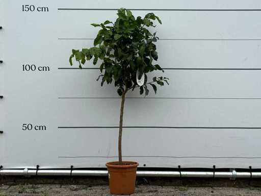 Lemon tree - Citrus Limon - height approx. 150 cm