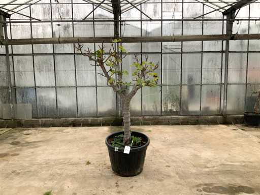 Vijgenboom (Ficus Carica)