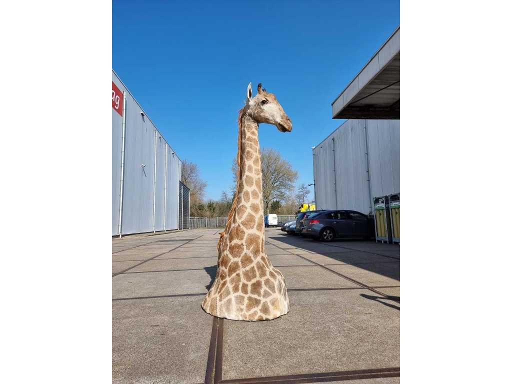 Real stuffed giraffe