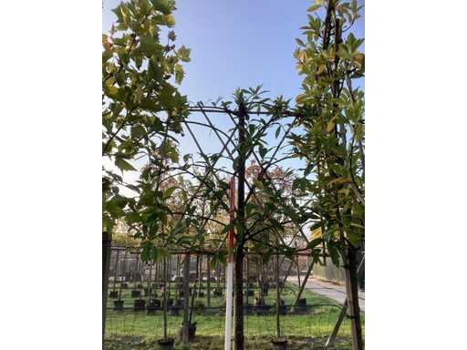 Laur wi?niowy – Espalier (3x)