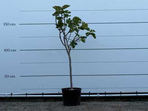 Figuier - Ficus Carica - hauteur environ 160 cm