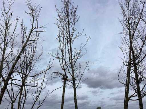 Ornamental pear - Topiary tree