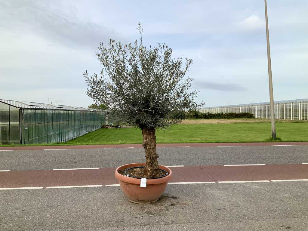 olijfboom in bonsaischaal (Olea Europaea Lessini)