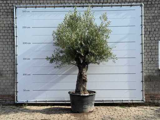 Tronc ancien d’olivier - Olea Europaea - environ 75 ans - hauteur environ 270 cm
