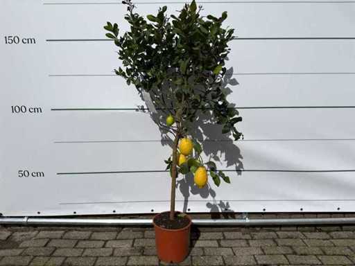 Citroenboom - Citrus Limon - hoogte ca. 160 cm