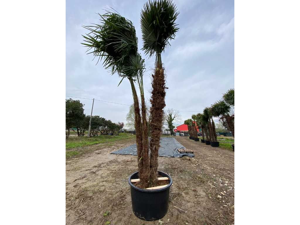 Spécimen palmier TRACHYCARPUS triple en pot