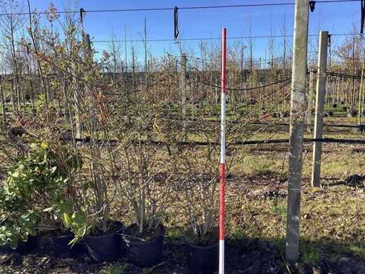 Bulgăre de zăpadă japoneză - Copaci cu tulpini multiple