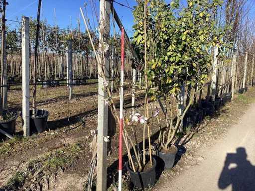 Castor - Arbore cu mai multe tulpini