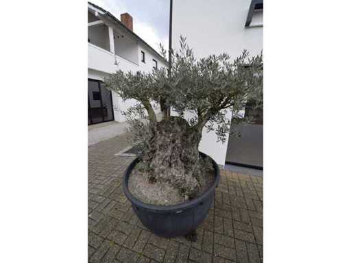 short trunl big - Olive tree