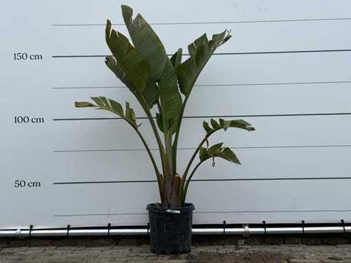 Bird of Paradise Plant M - Strelitzia Augusta - height approx. 160 cm