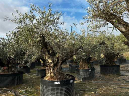 Olijfboom - Olea Europea