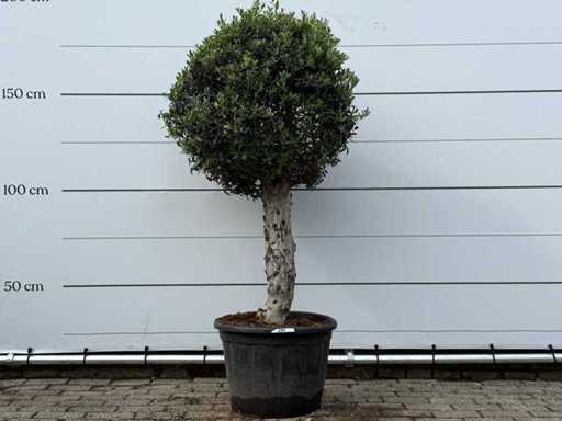 Olive tree spherical L - Olea Europaea L - approx. 40 years old - height approx. 180 cm