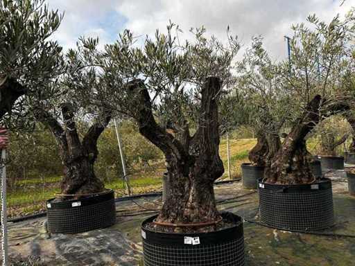 Centuries-old olive tree in basket