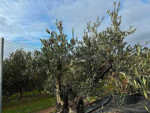 Hundertjährige Olivenbäume – Olea Europea